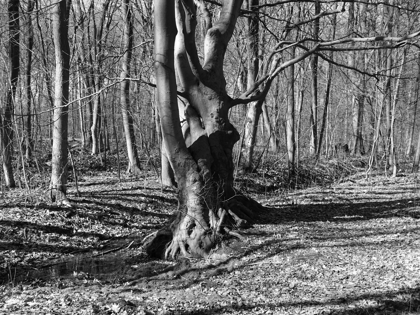 mystischer Baum