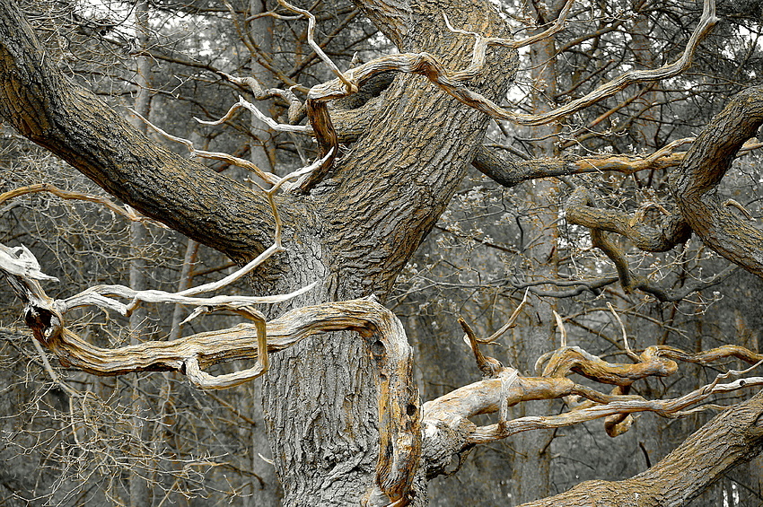 Mystischer Baum 