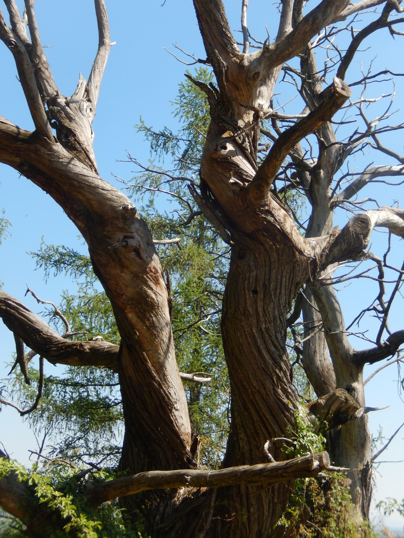 Mystischer Baum