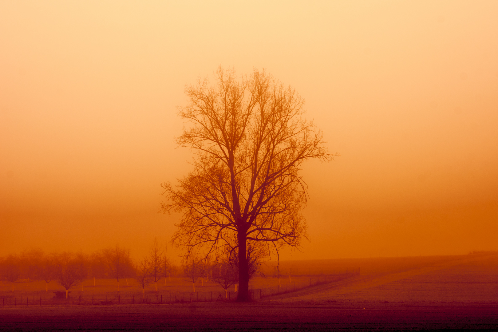 Mystischer Baum im Nebel