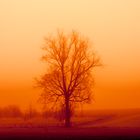 Mystischer Baum im Nebel