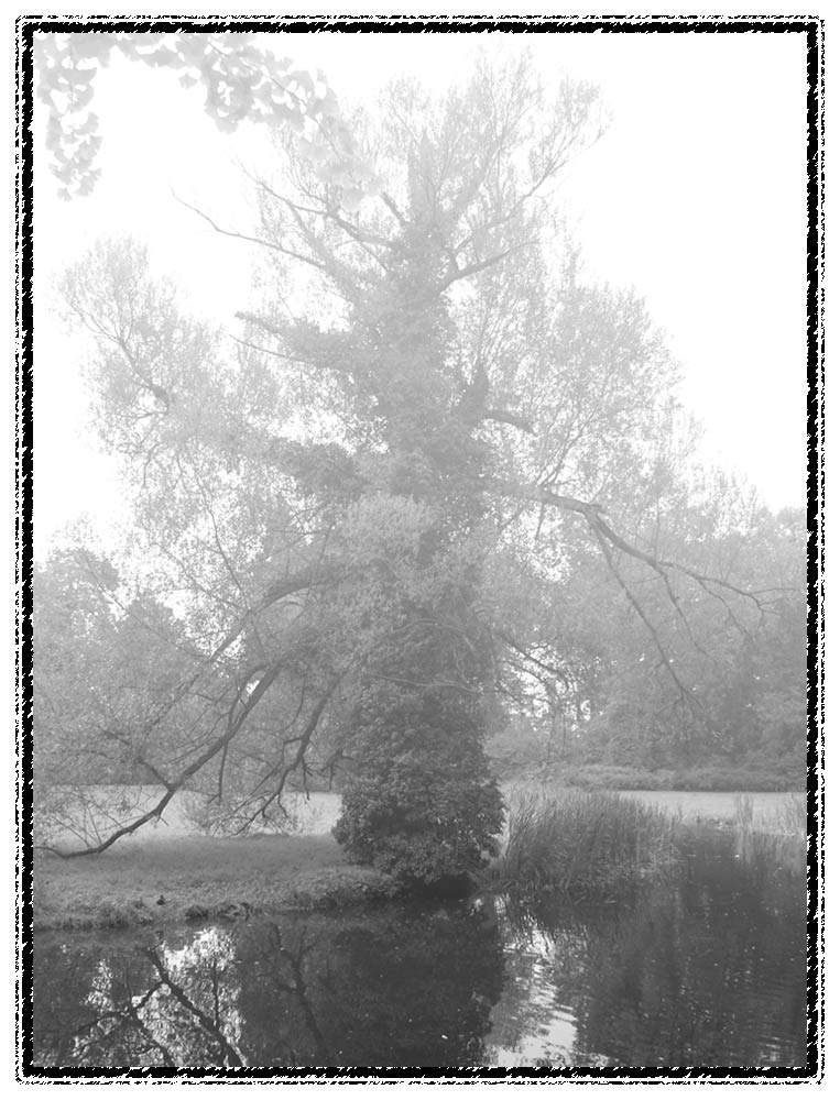 mystischer Baum im Nebel