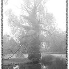 mystischer Baum im Nebel
