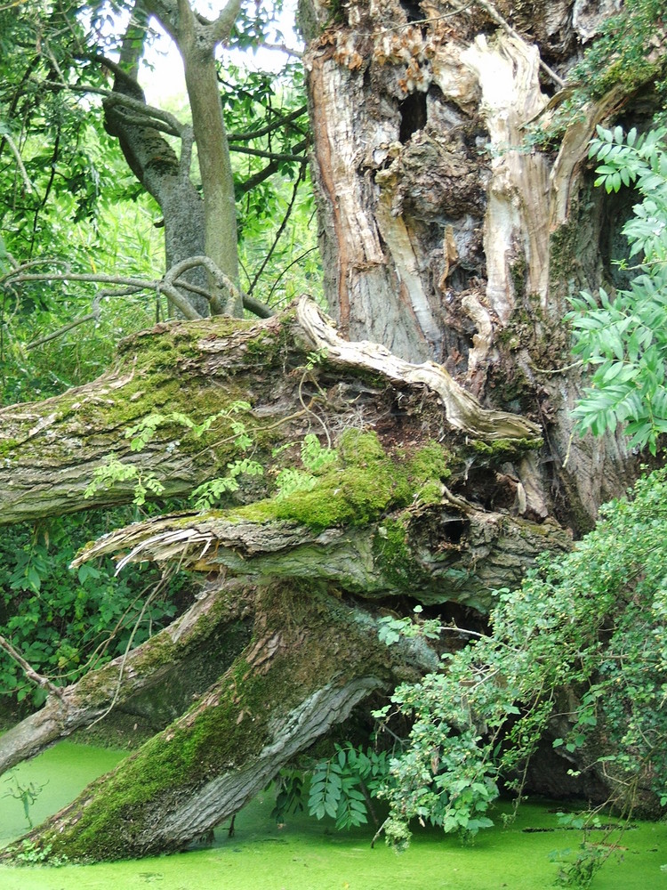 Mystischer Baum Im Original Foto Bild Pflanzen Pilze Flechten Baume Einzelbaume Bilder Auf Fotocommunity