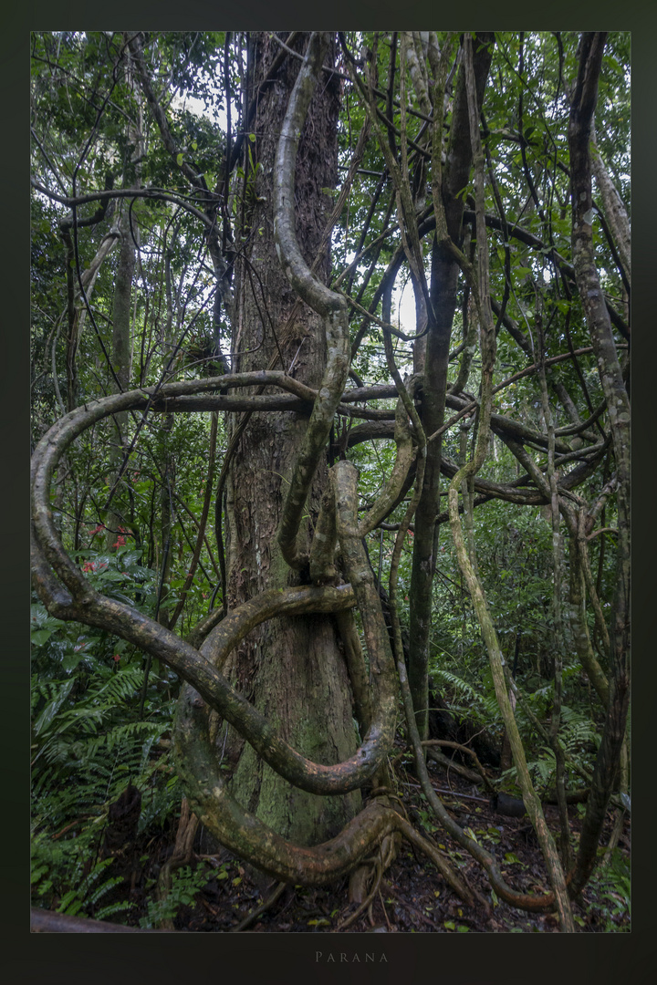 Mystischer Baum in Parana