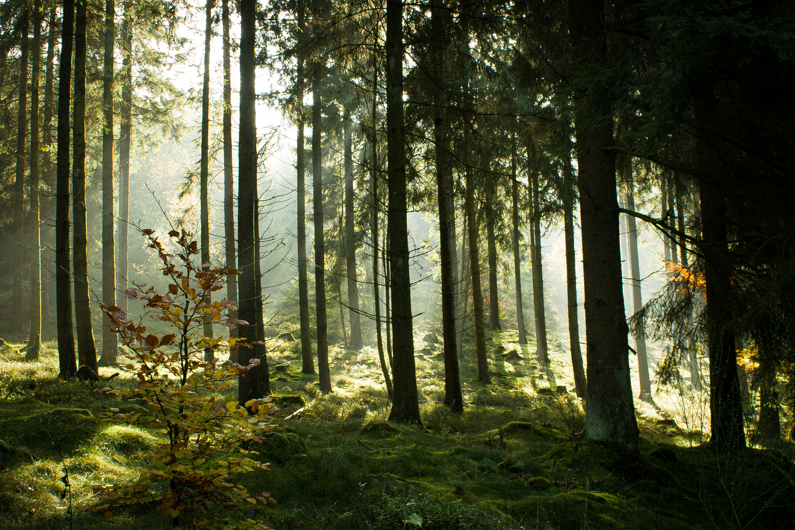 Mystischer Eifel-Wald