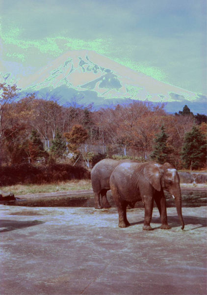 Mystischer Fuji-san zieht nicht nur Menschen magisch an ...