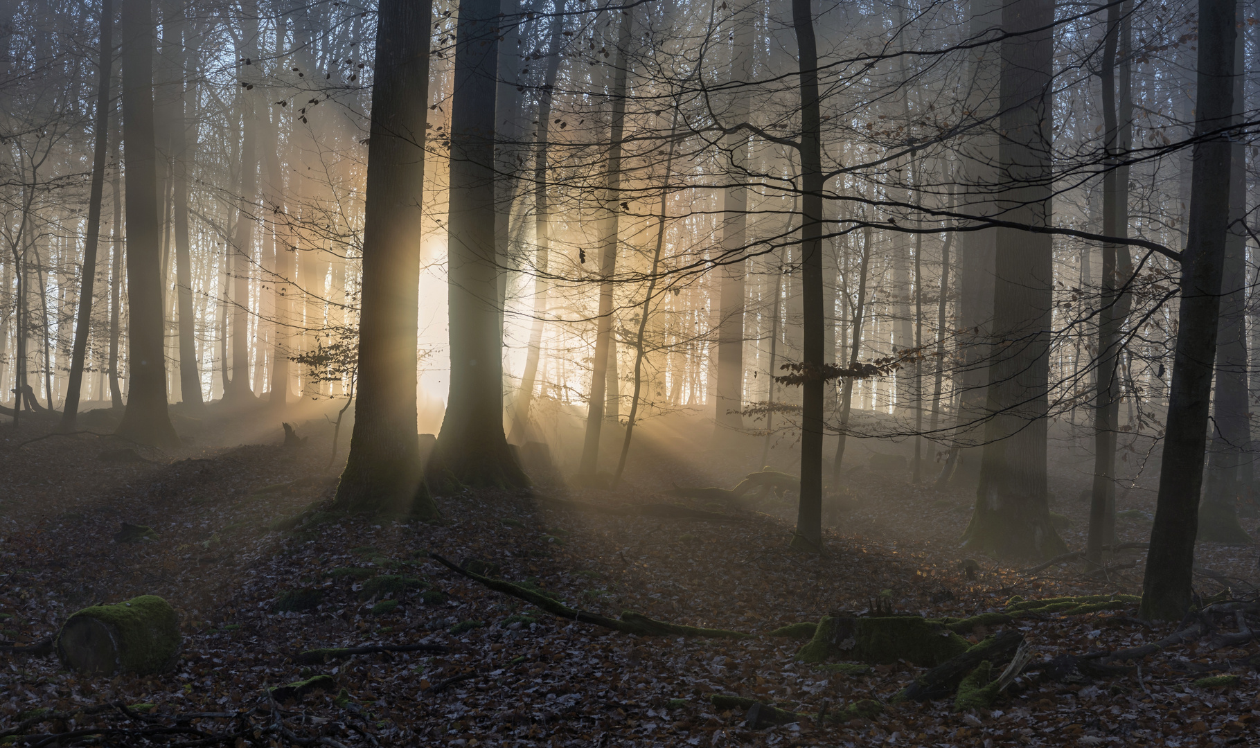 *Mystischer Herbstwald*