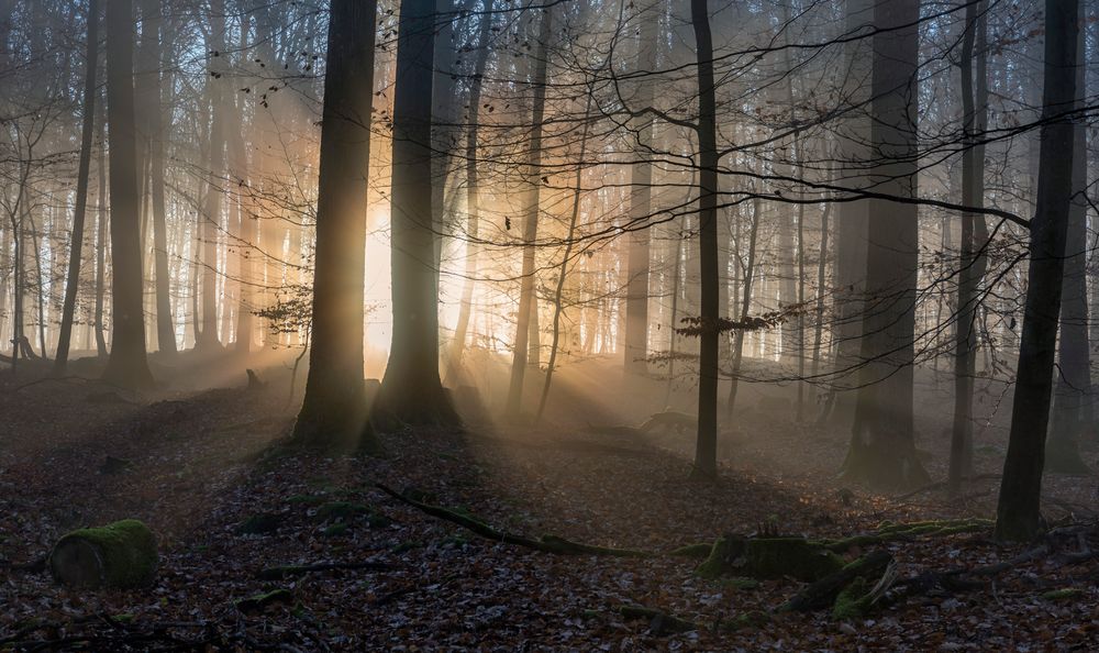 *Mystischer Herbstwald*