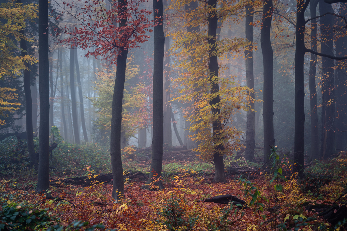 Mystischer Herbstwald