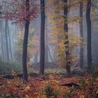 Mystischer Herbstwald