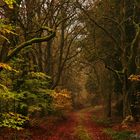 Mystischer Herbstwald