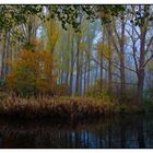 Mystischer Herbstwald