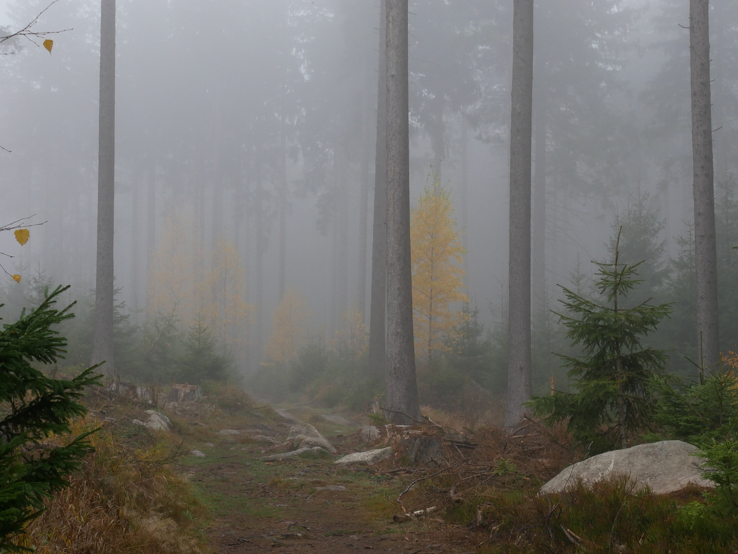 mystischer Herbstwald/ Harz