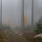 mystischer Herbstwald/ Harz