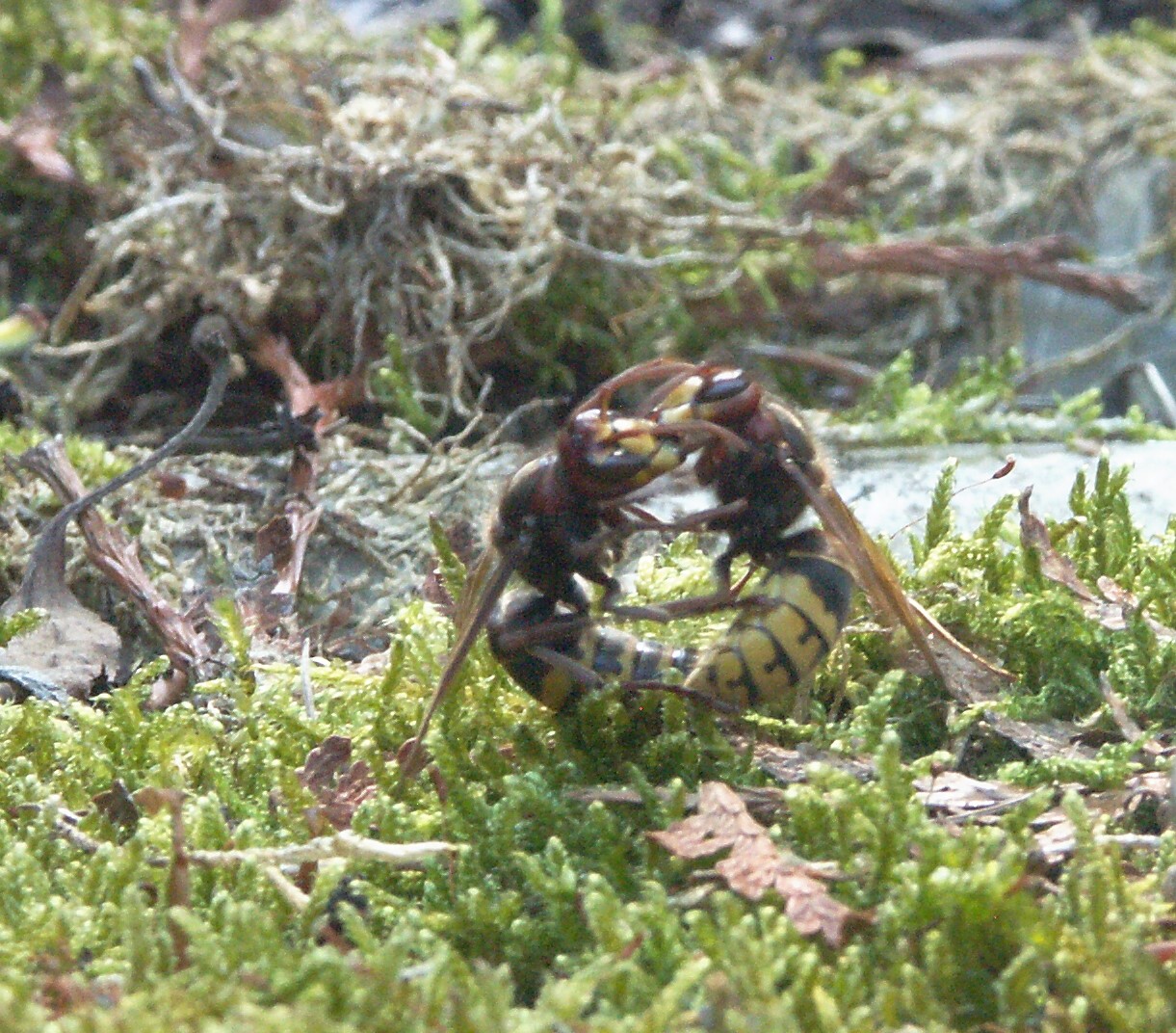 Mystischer Hornissentanz 