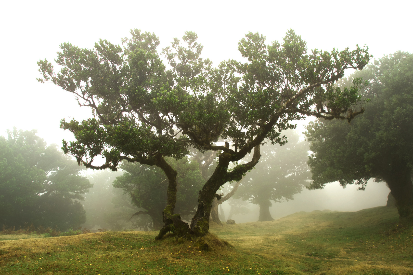 Mystischer Lorbeerwald