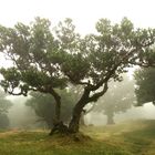 Mystischer Lorbeerwald