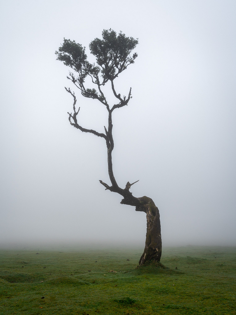 Mystischer Lorbeerwald Fanal