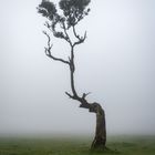 Mystischer Lorbeerwald Fanal