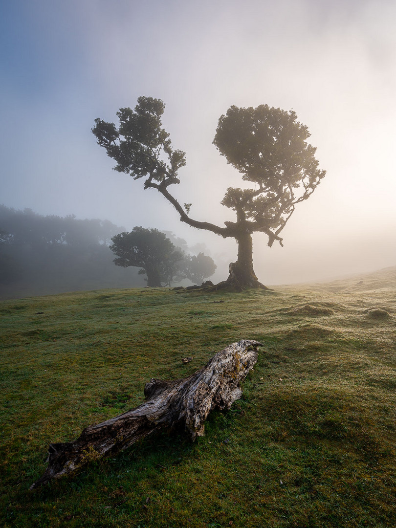 Mystischer Lorbeerwald Fanal