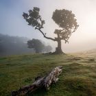 Mystischer Lorbeerwald Fanal