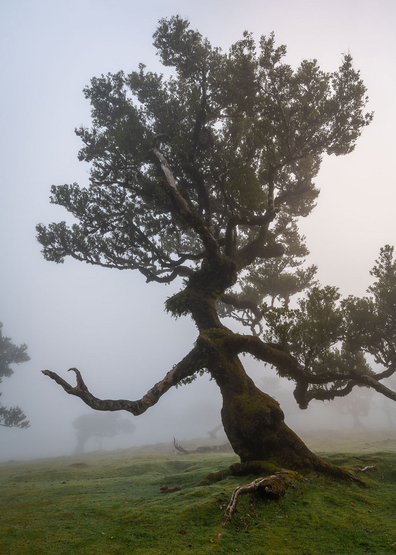 Mystischer Lorbeerwald Fanal