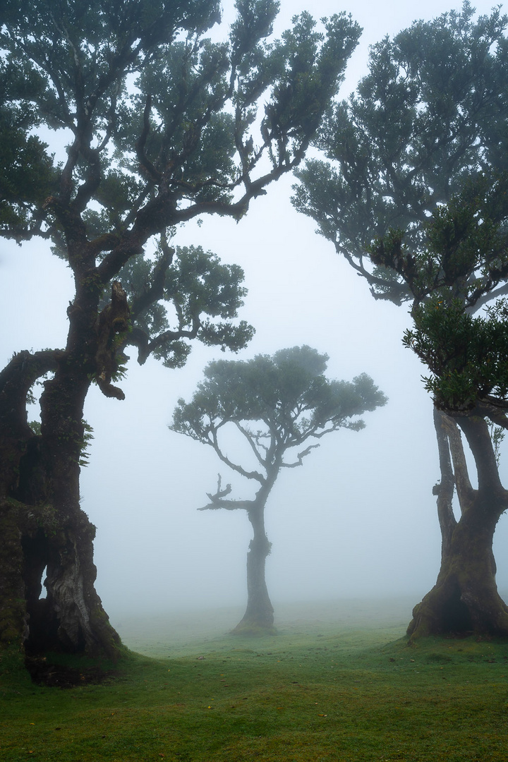 Mystischer Lorbeerwald Fanal