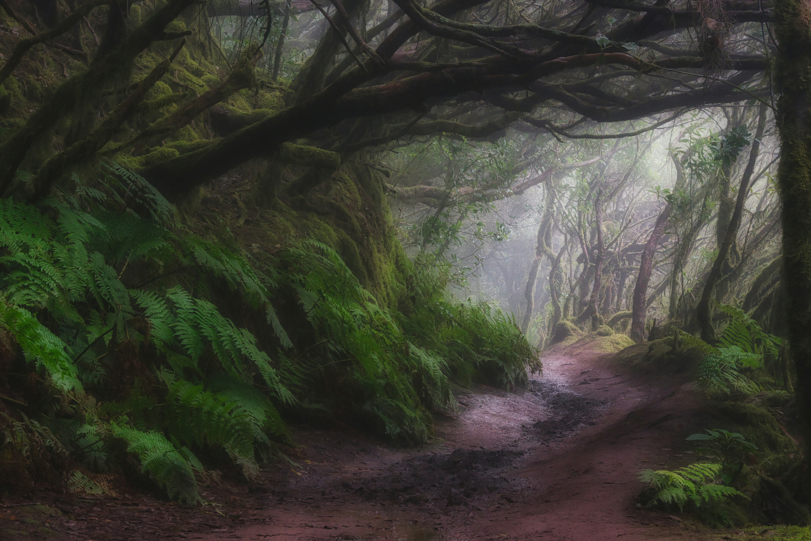 Mystischer Lorbeerwald im Anaga Nationalpark