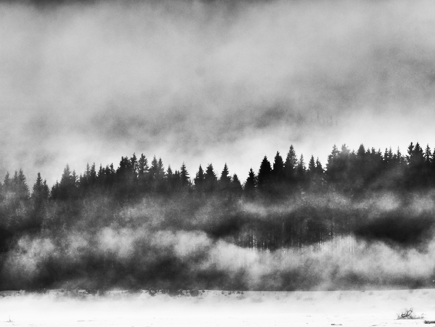 Mystischer Märchenwald im Nebel