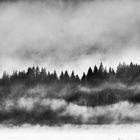 Mystischer Märchenwald im Nebel