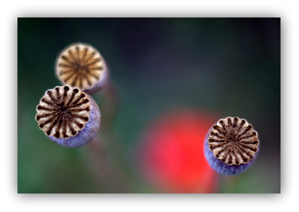 Mystischer Mohn