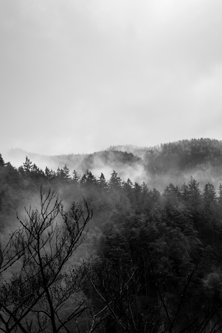 mystischer Nebel im Elbsandsteingebirge