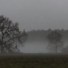 Mystischer Nebel im Teichgebiet