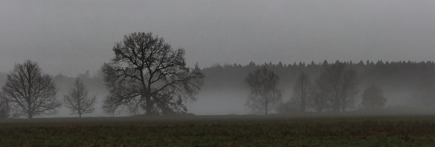 Mystischer Nebel im Teichgebiet