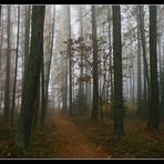 Mystischer Nebelwald 1