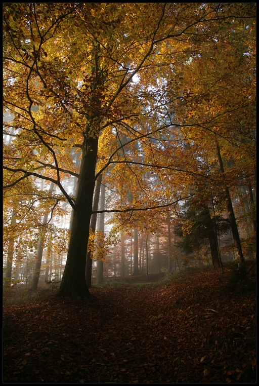 Mystischer Nebelwald 2007/2