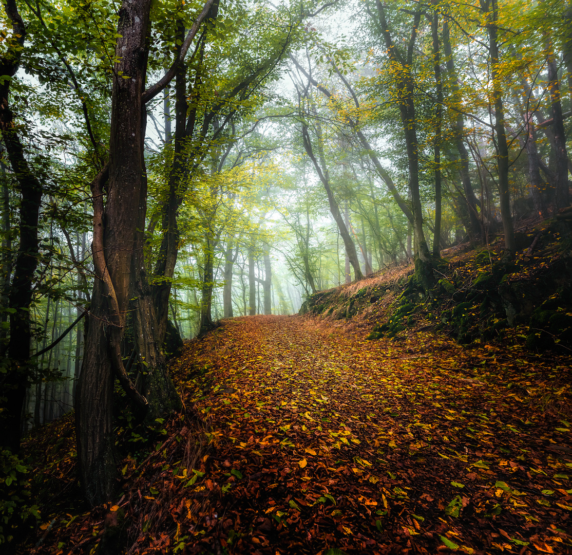 Mystischer Nebelwald