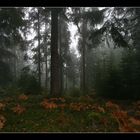 Mystischer Nebelwald 3