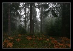 Mystischer Nebelwald 3