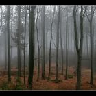 Mystischer Nebelwald 4