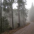 Mystischer Nebelwald