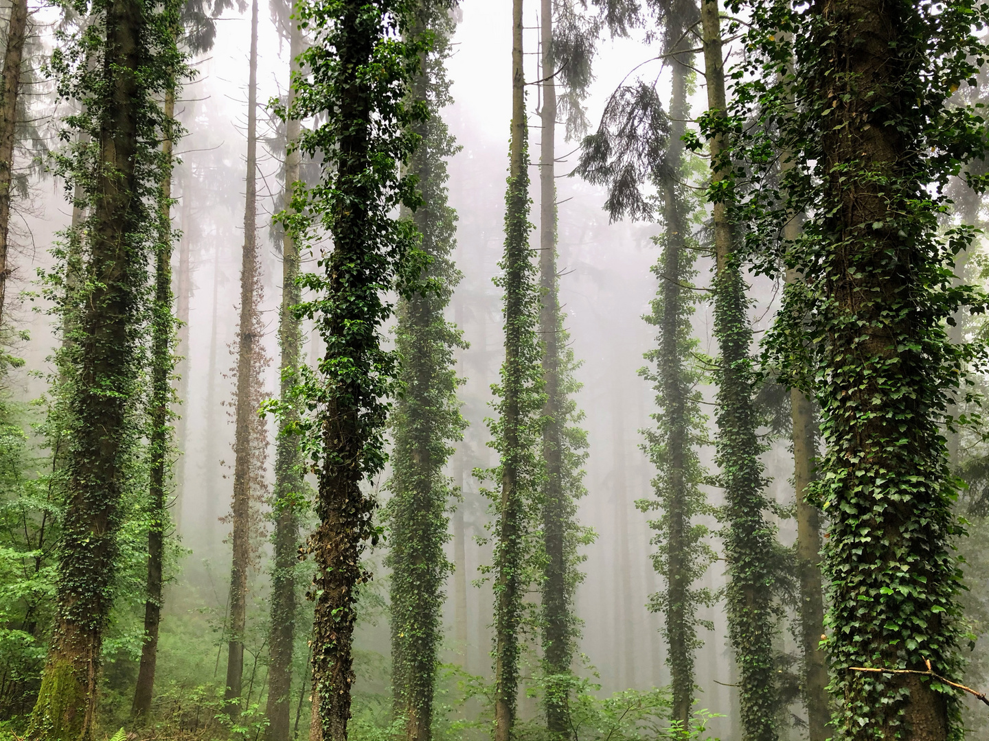 Mystischer Nebelwald