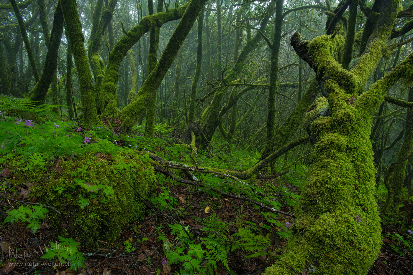 Mystischer Nebelwald von Garajonay