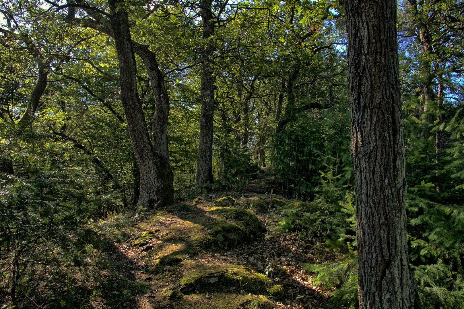 Mystischer Pfad im Wald