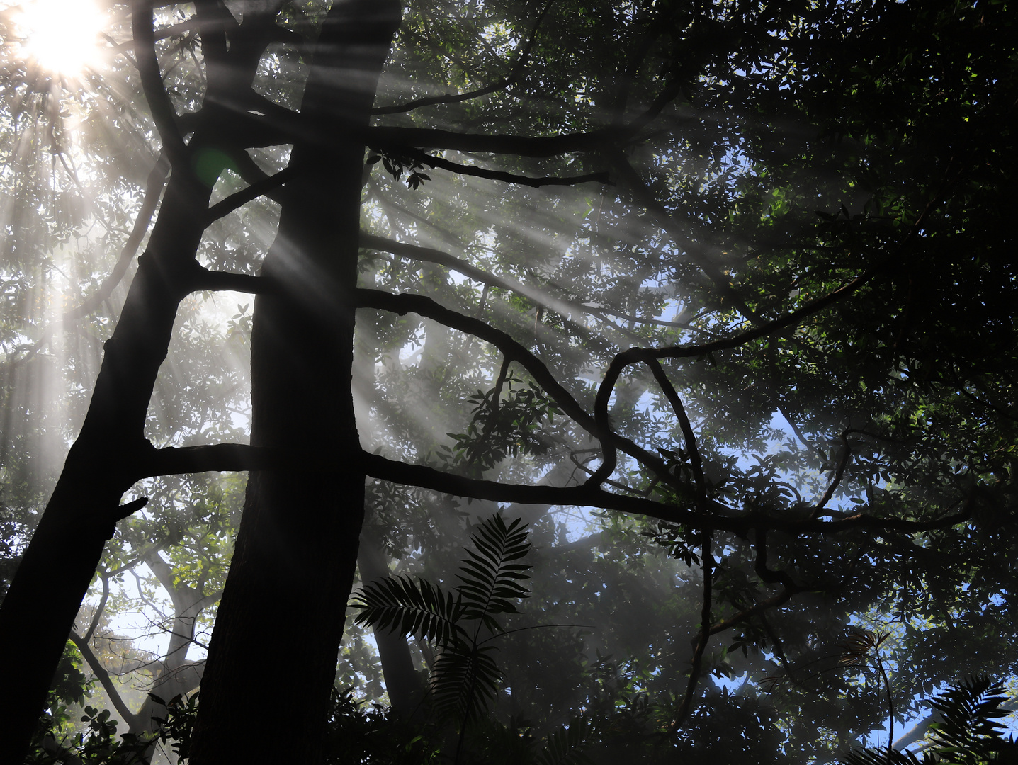 mystischer Regenwald in Costa Rica