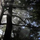 mystischer Regenwald in Costa Rica