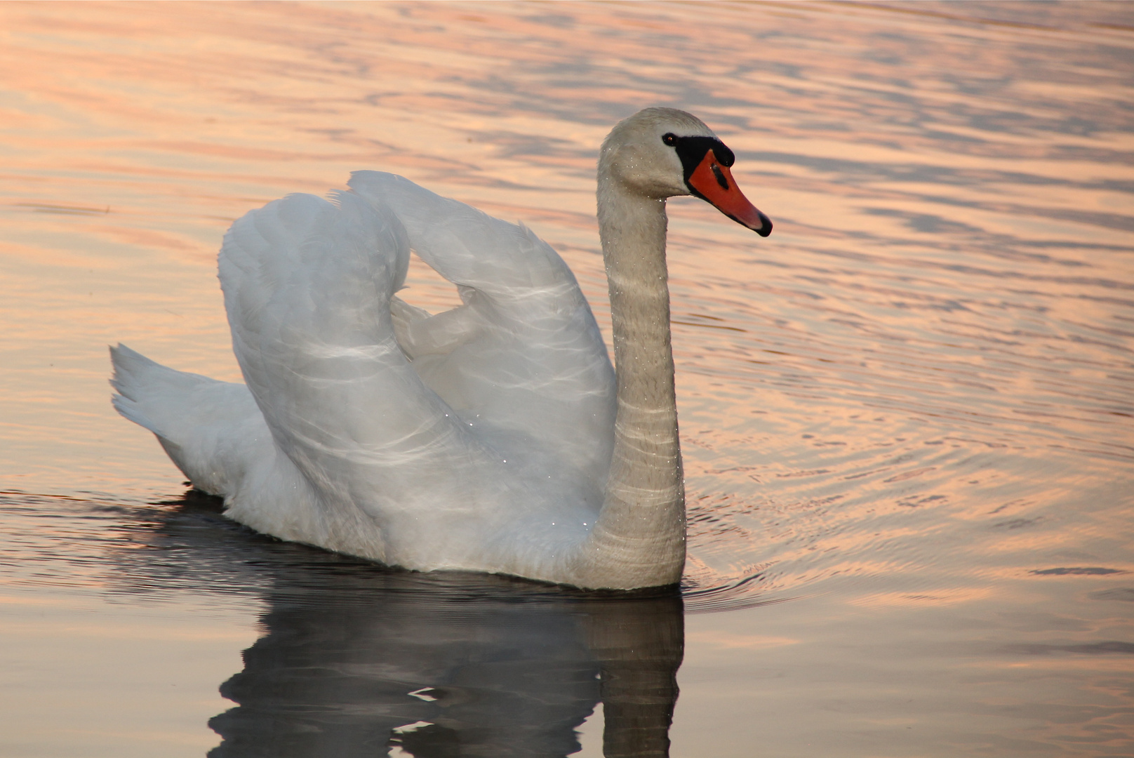 Mystischer Schwan