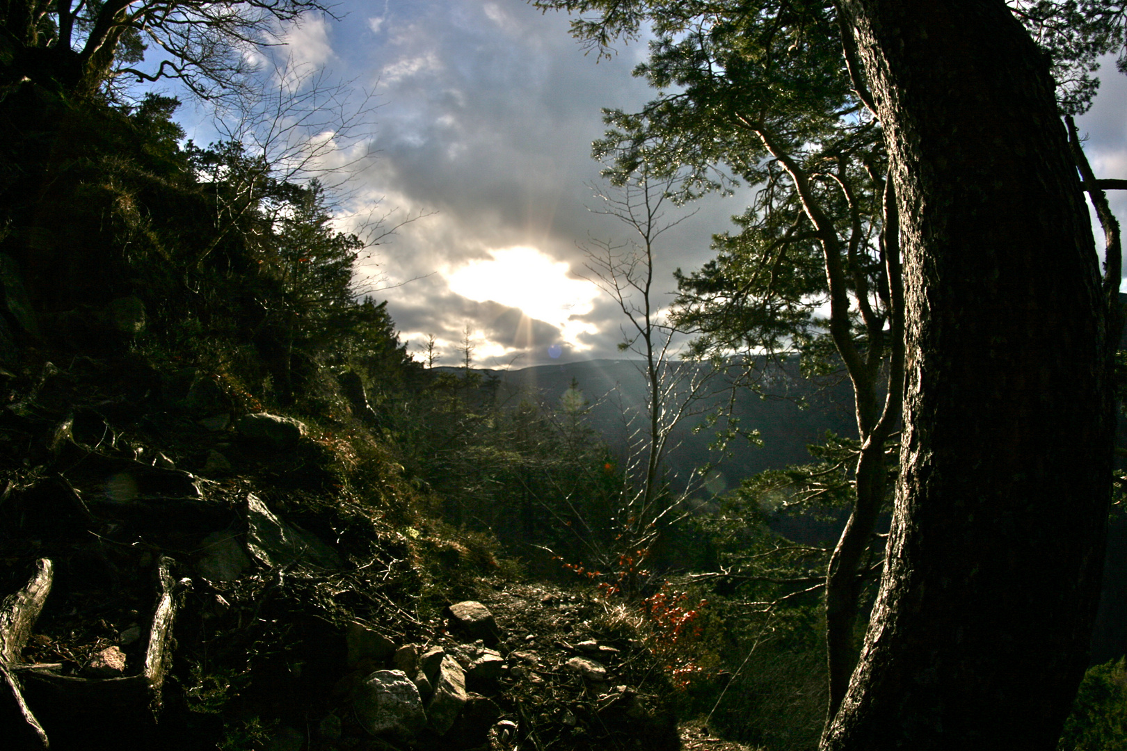 mystischer Schwarzwald