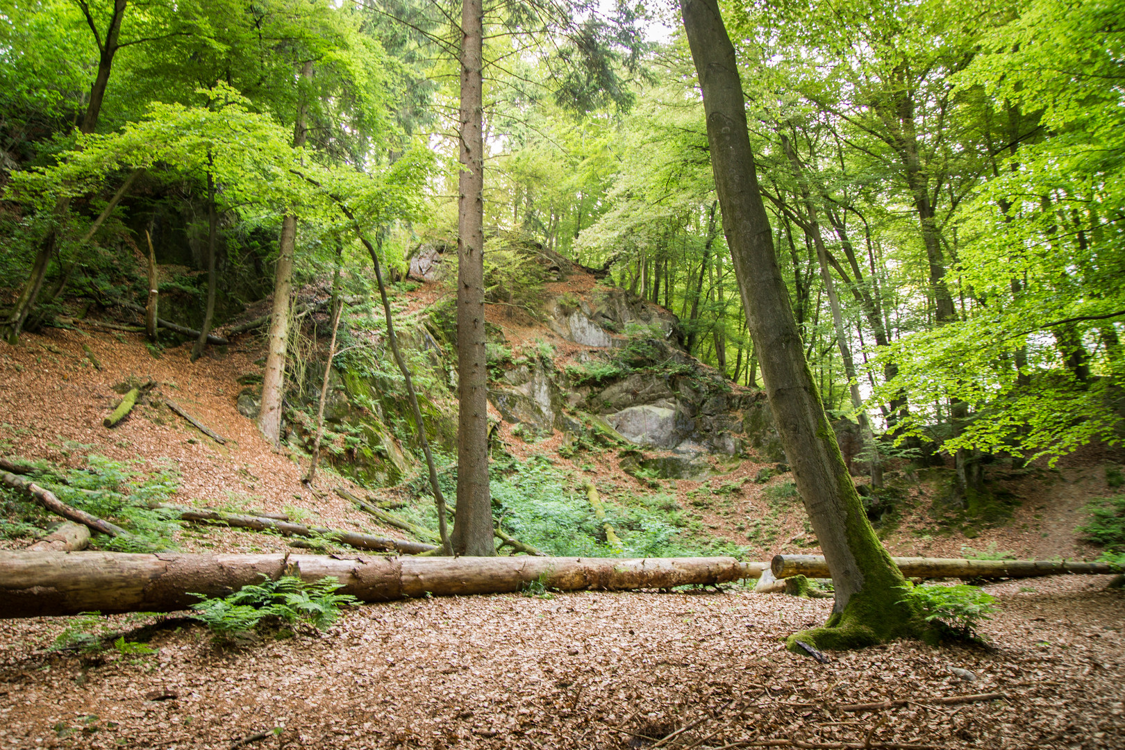 Mystischer Teutoburger Wald